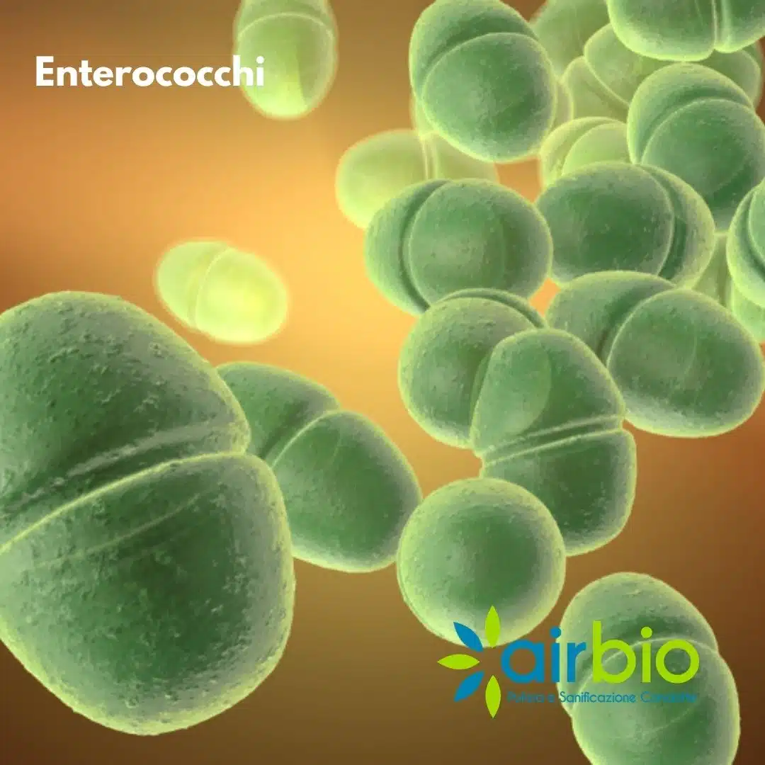 Enterococchi Enterococchi