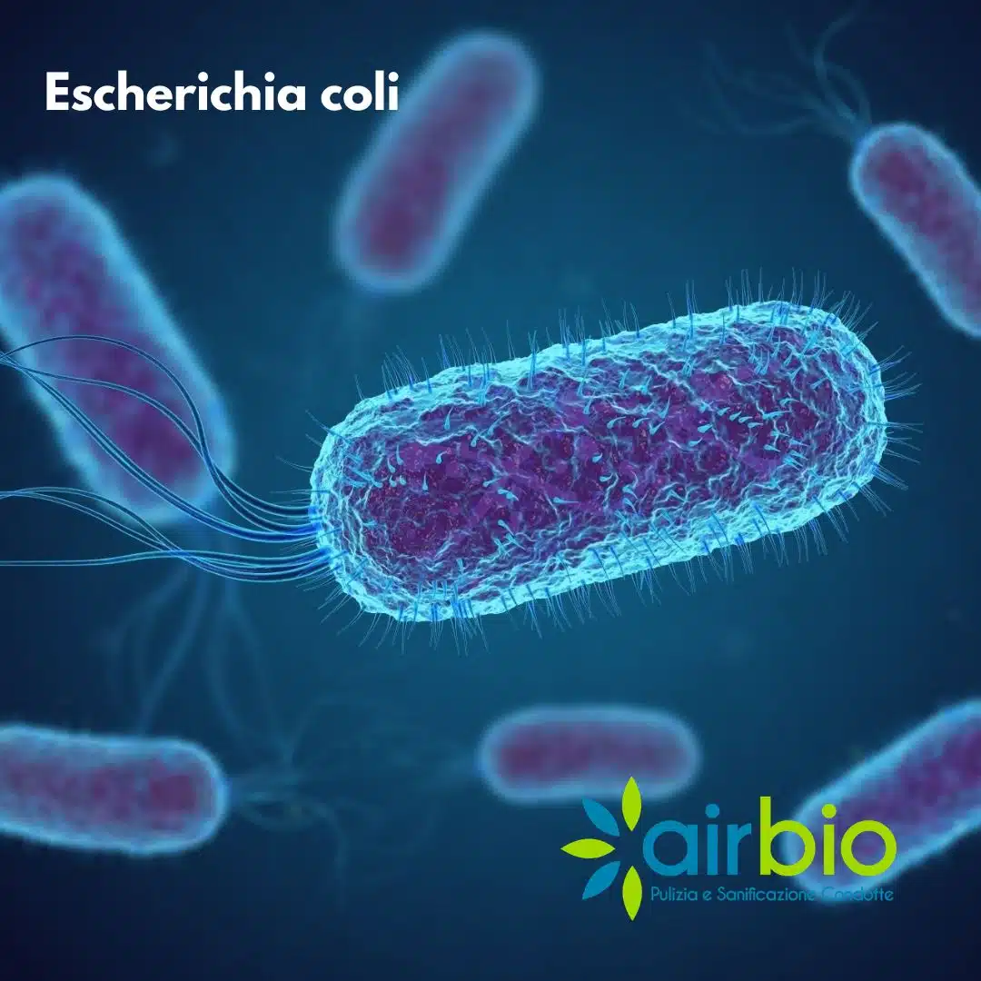 Escherichia coli Escherichia coli