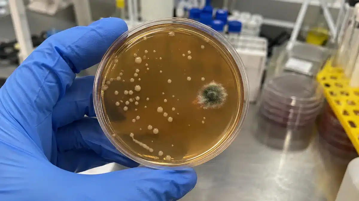 primo piano di una piastra Petri con colonie batteriche e muffe visibili, tenuta da un tecnico di laboratorio con guanti