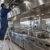 Tecnico AirBio ispeziona la cappa a isola della cucina di un hotel insieme allo chef executive